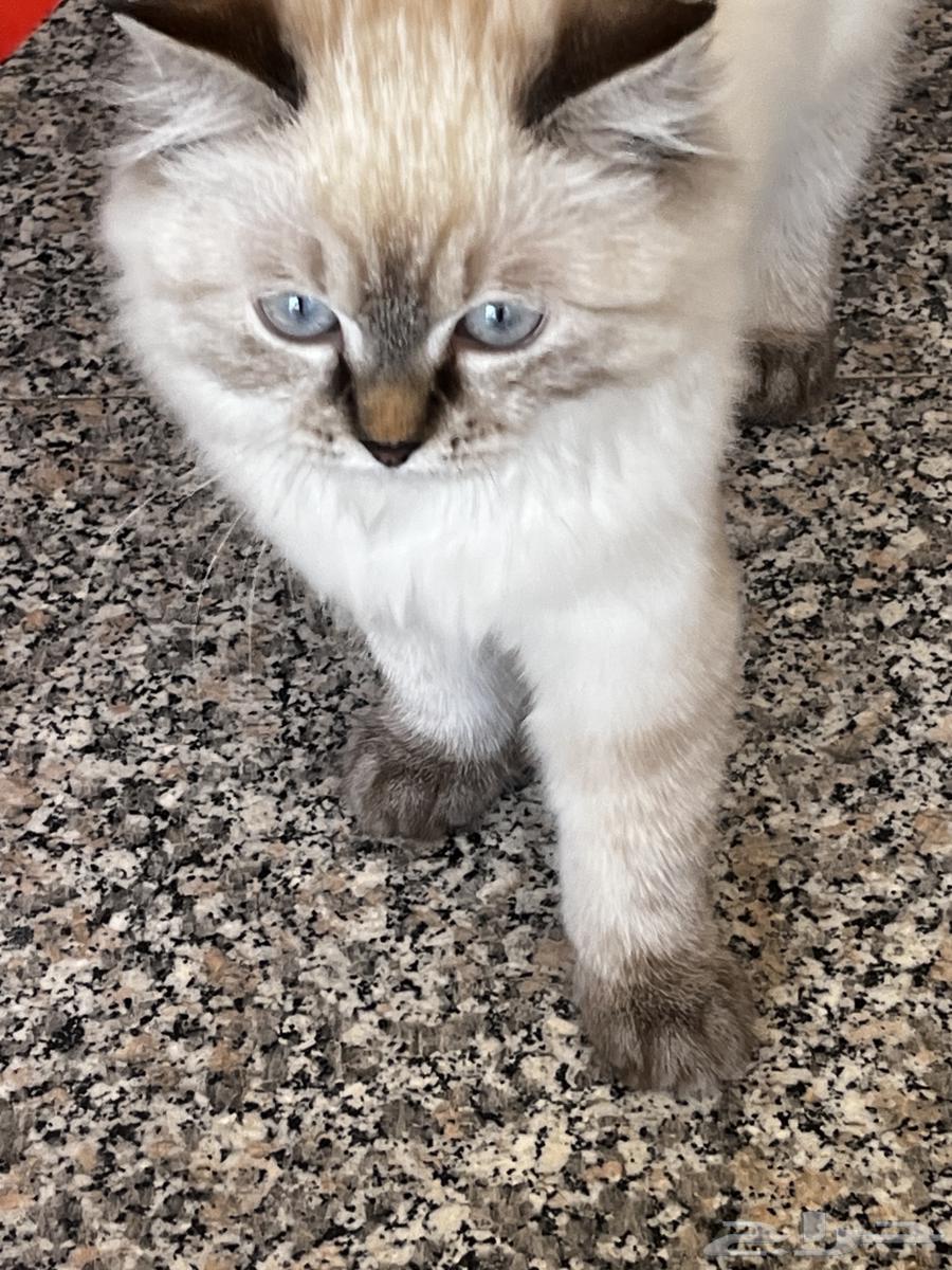 Himalayan cat for sale63618858974083111