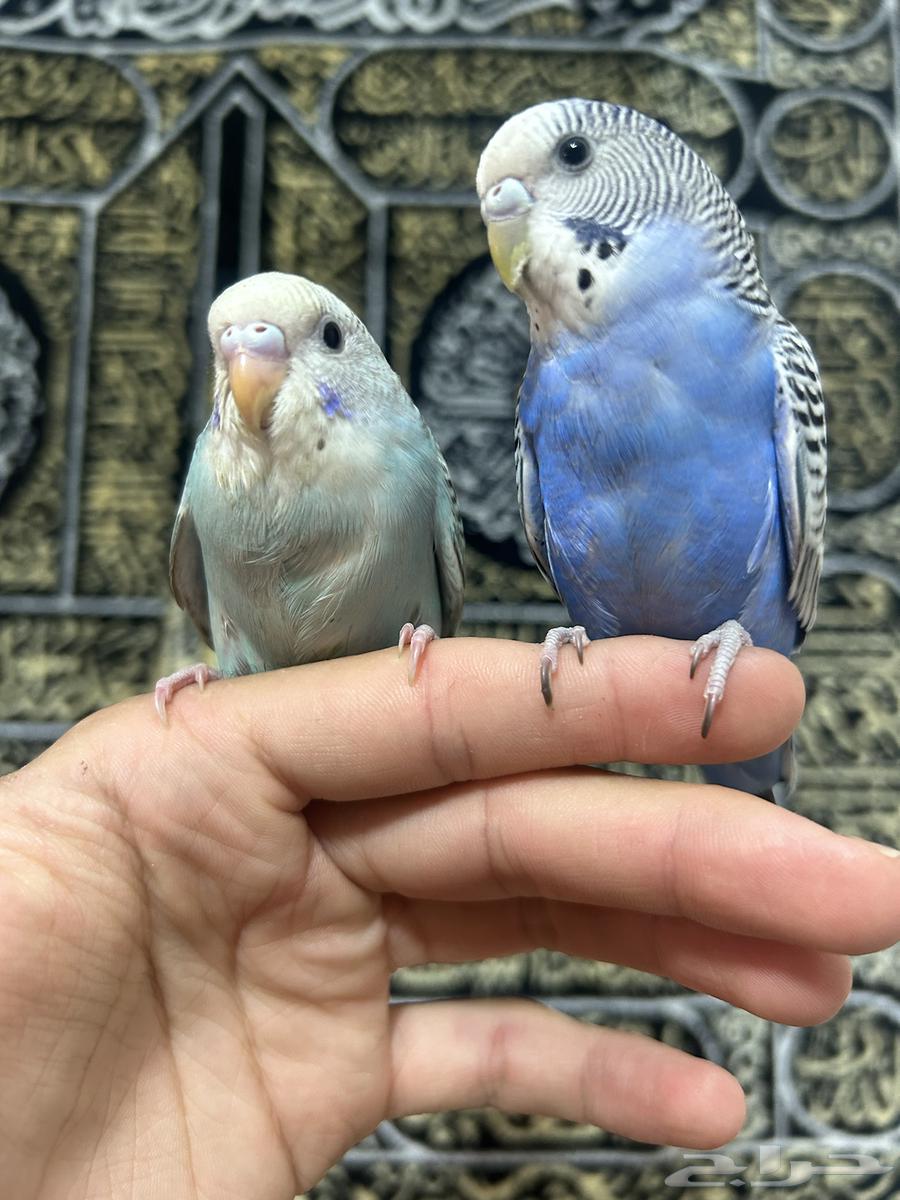 Lovebirds are tame and playful, whoever wants the best should grab them63618780584321113