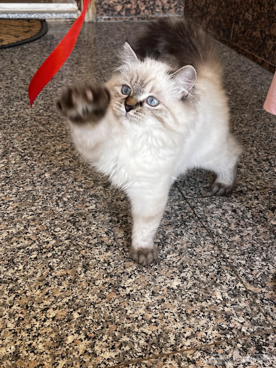 Himalayan cat for sale63618858974083112