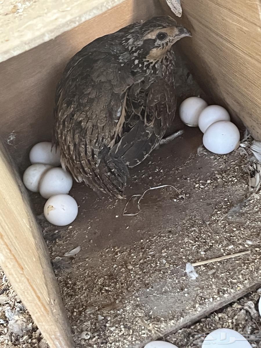 Bob White Quail Eggs63618869520257114
