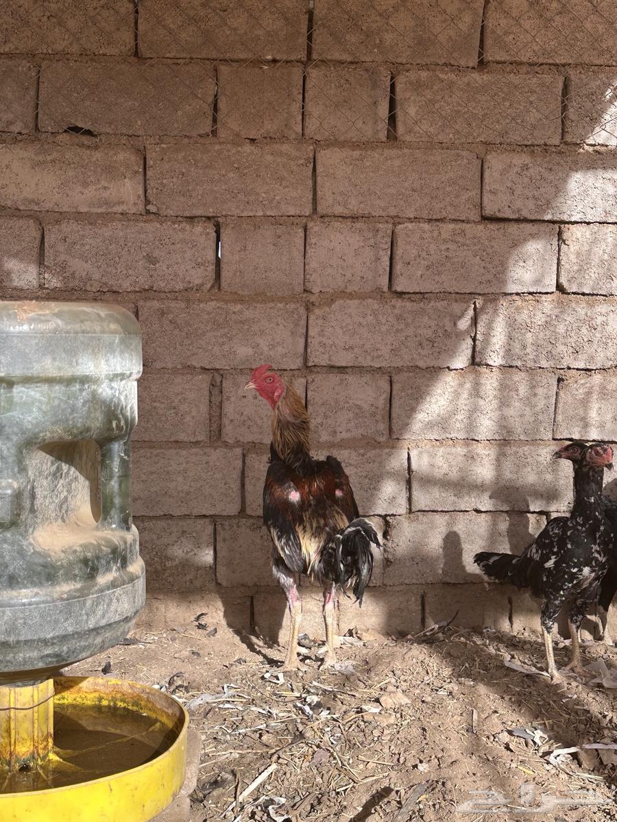 Pakistani chickens for sale63618778831619111