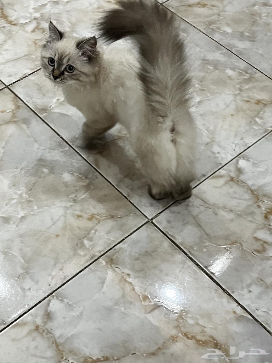 Himalayan cat for sale63618858974083114