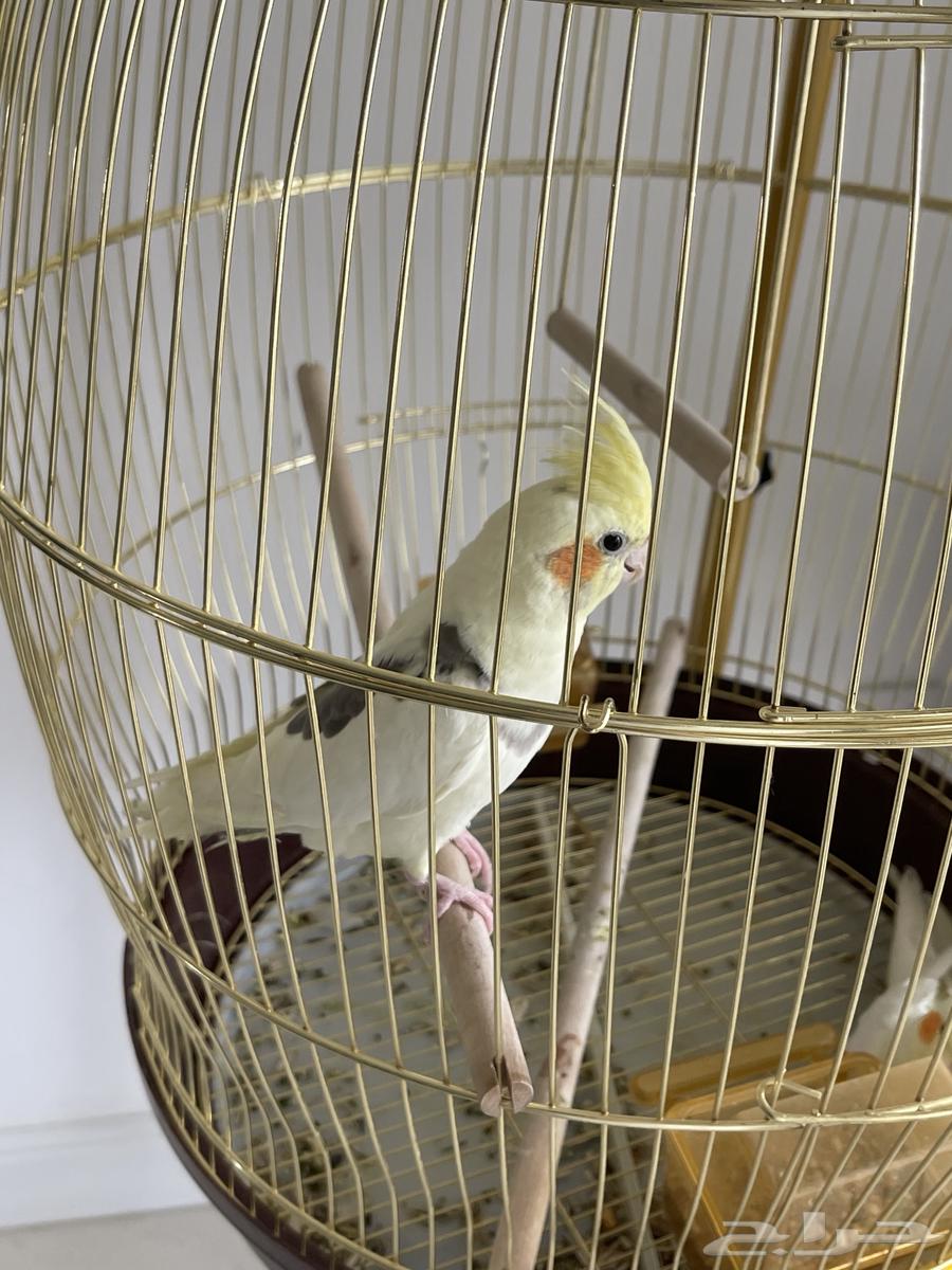 Birds63618781298435114