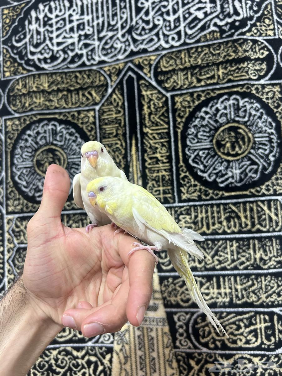 Lovebirds are tame and playful, whoever wants the best should grab them63618780584321112