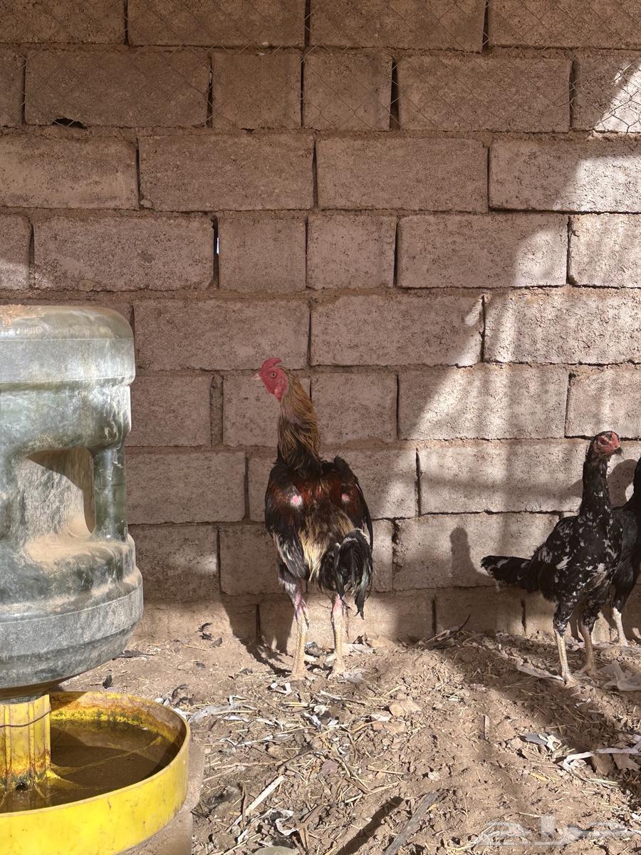 Pakistani chickens for sale63618778831619114