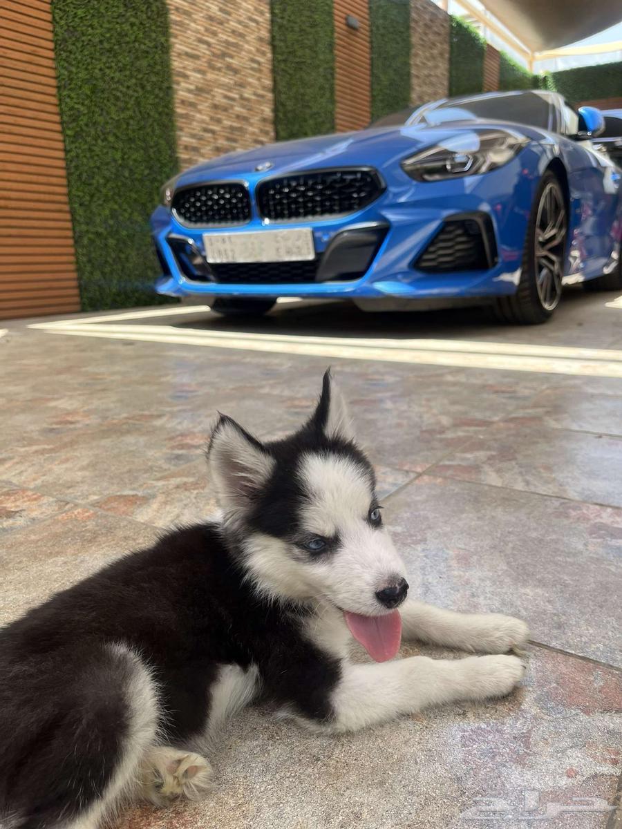 Siberian Husky dog, age 4 months, fully vaccinated63618877016962110