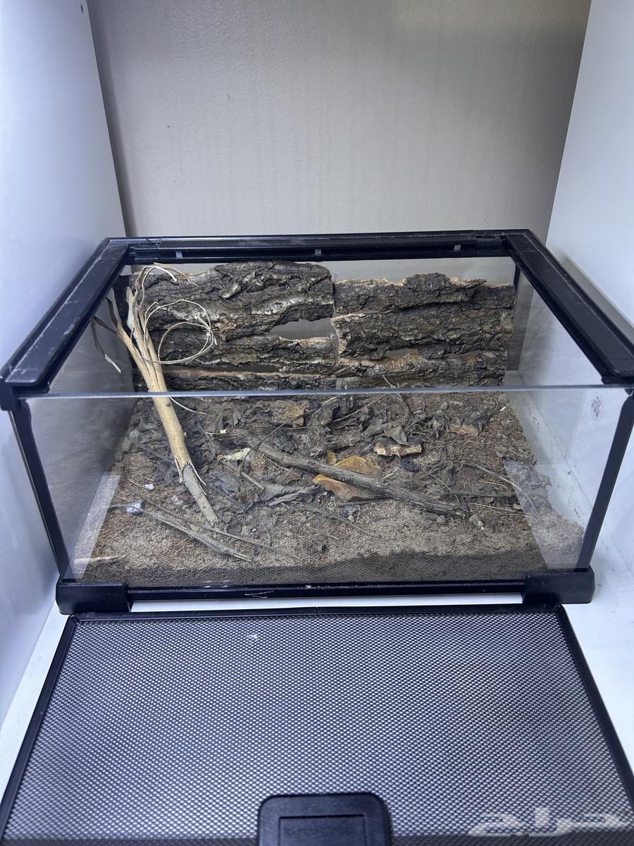 حوض زجاجي للزواحف أو الحشرات   تصميم طبيعي احترافي63618869563139112