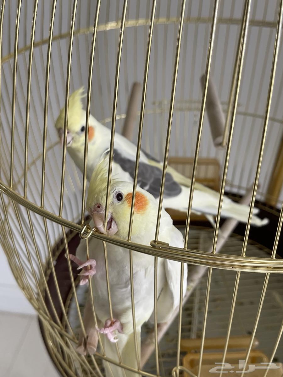 Birds63618781298435112