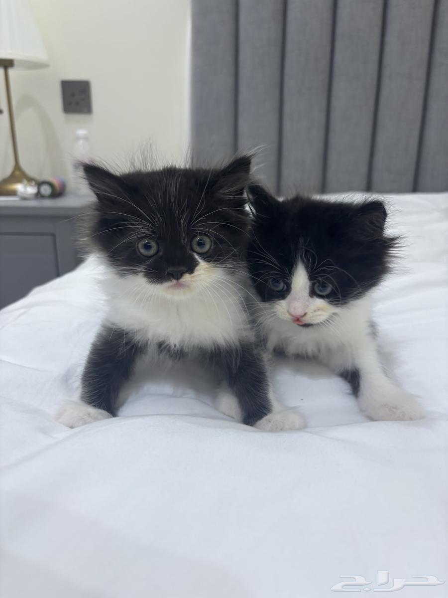 cats63379974205569111