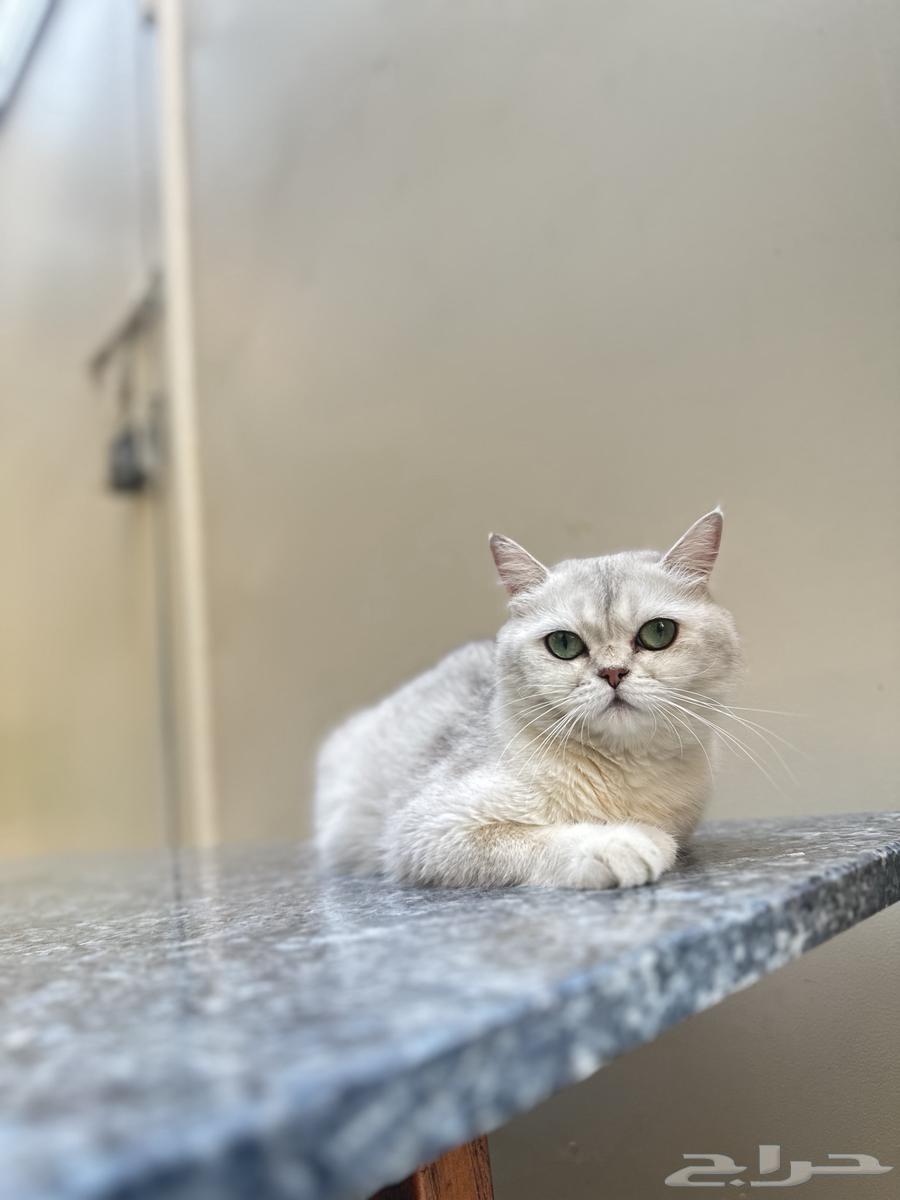 انثى بريتش63618775184387111