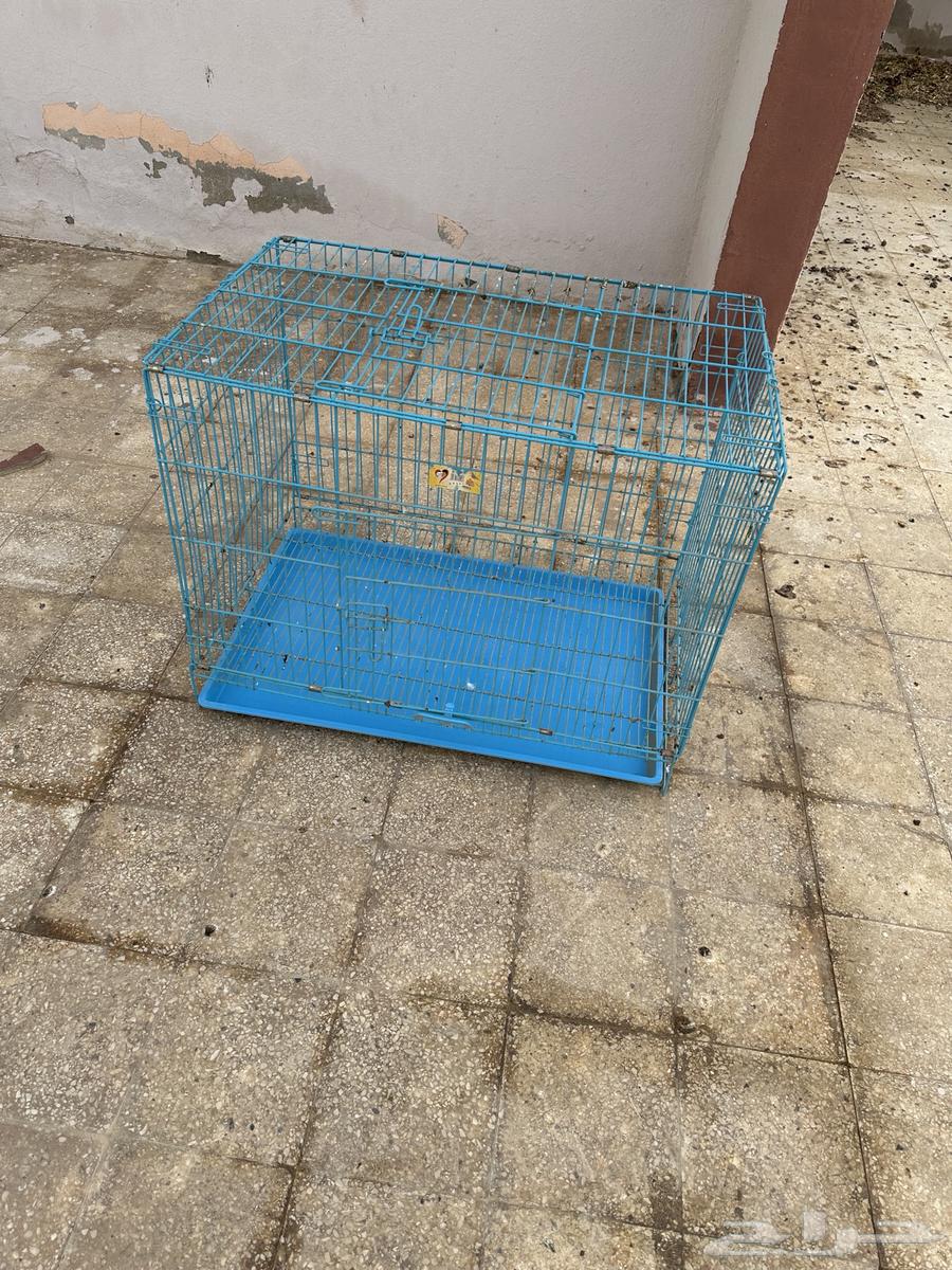 بيت القط63618775841025112