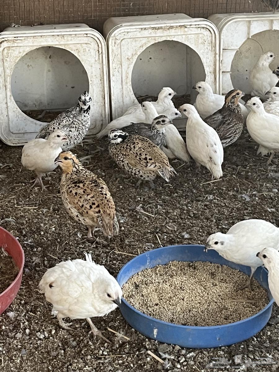Bob White Quail Eggs63618869520257112