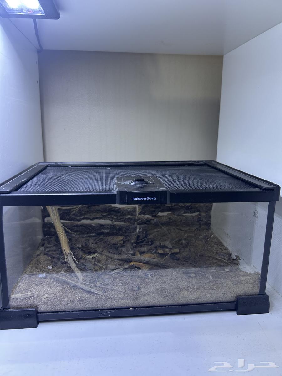 حوض زجاجي للزواحف أو الحشرات   تصميم طبيعي احترافي63618869563139110