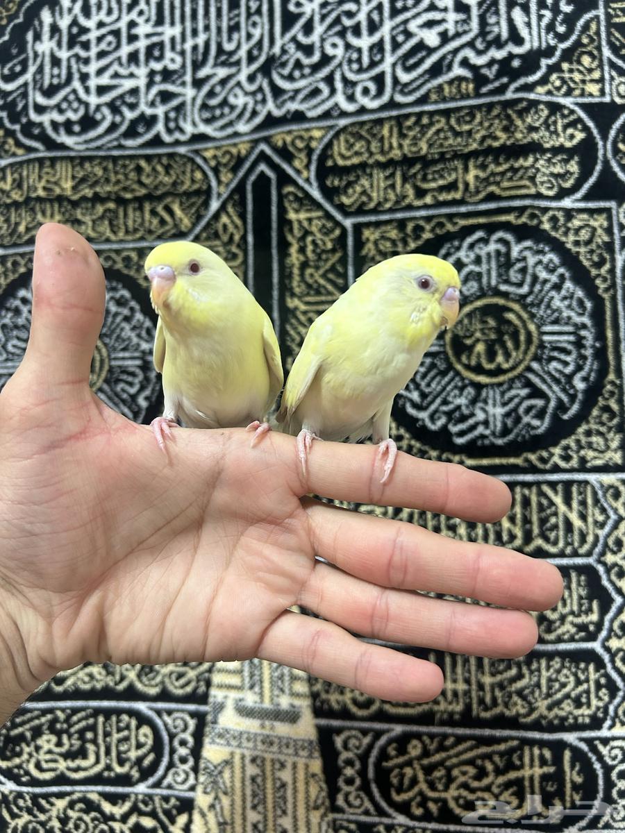 Lovebirds are tame and playful, whoever wants the best should grab them63618780584321114