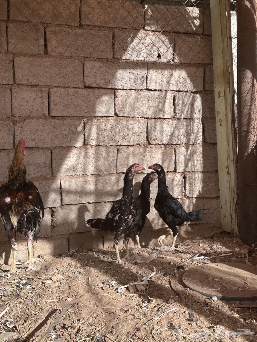 Pakistani chickens for sale63618778831619112