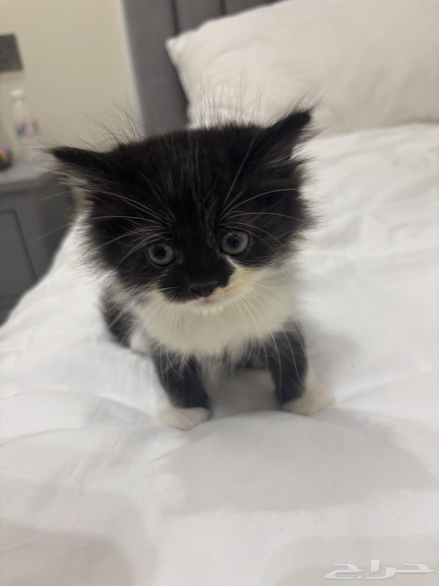 cats63379974205569112