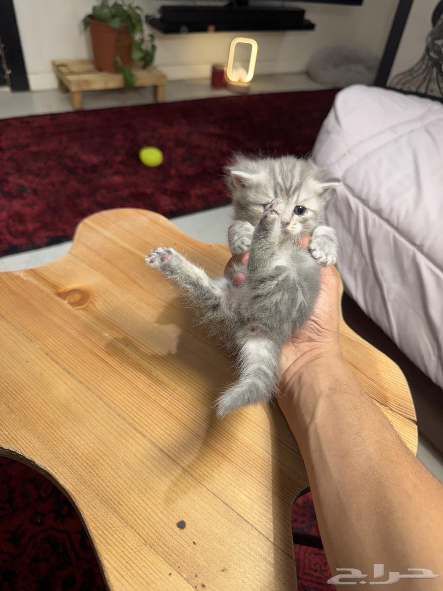 Kitten ((from shelter)) for sale 100063618875494147112