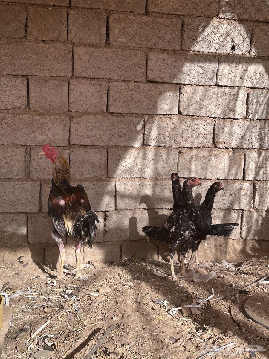 Pakistani chickens for sale63618778831619113