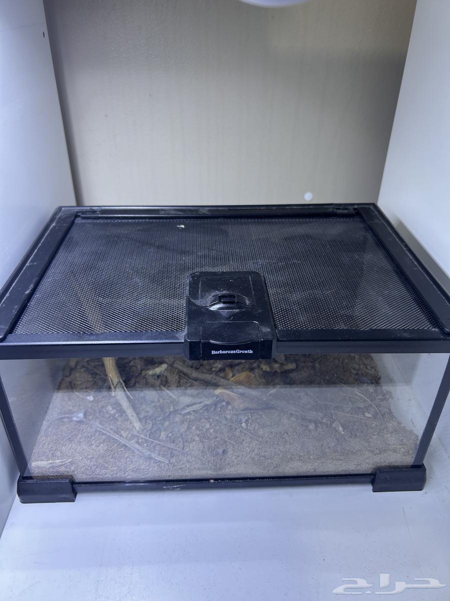 حوض زجاجي للزواحف أو الحشرات   تصميم طبيعي احترافي63618869563139111