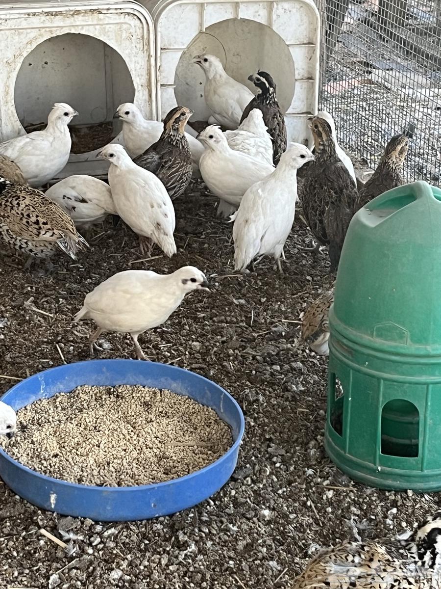 Bob White Quail Eggs63618869520257113