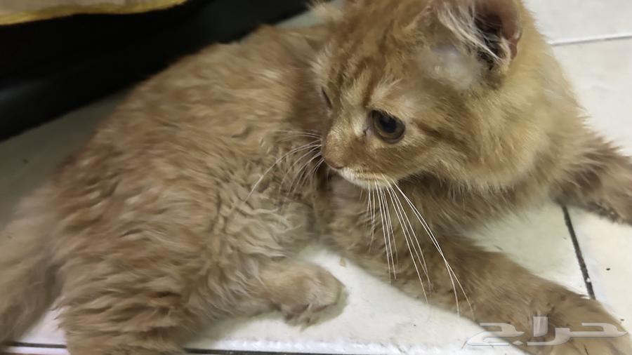 Kitten for sale, price negotiable63618870883459111