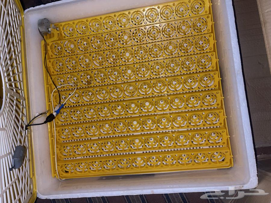 Egg Incubator63618779542785111