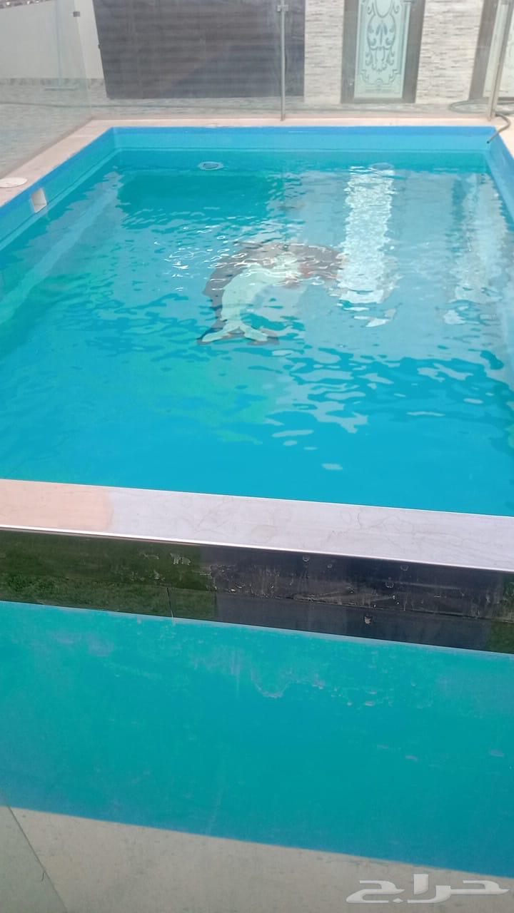 Fiberglass swimming pool63618774337411112