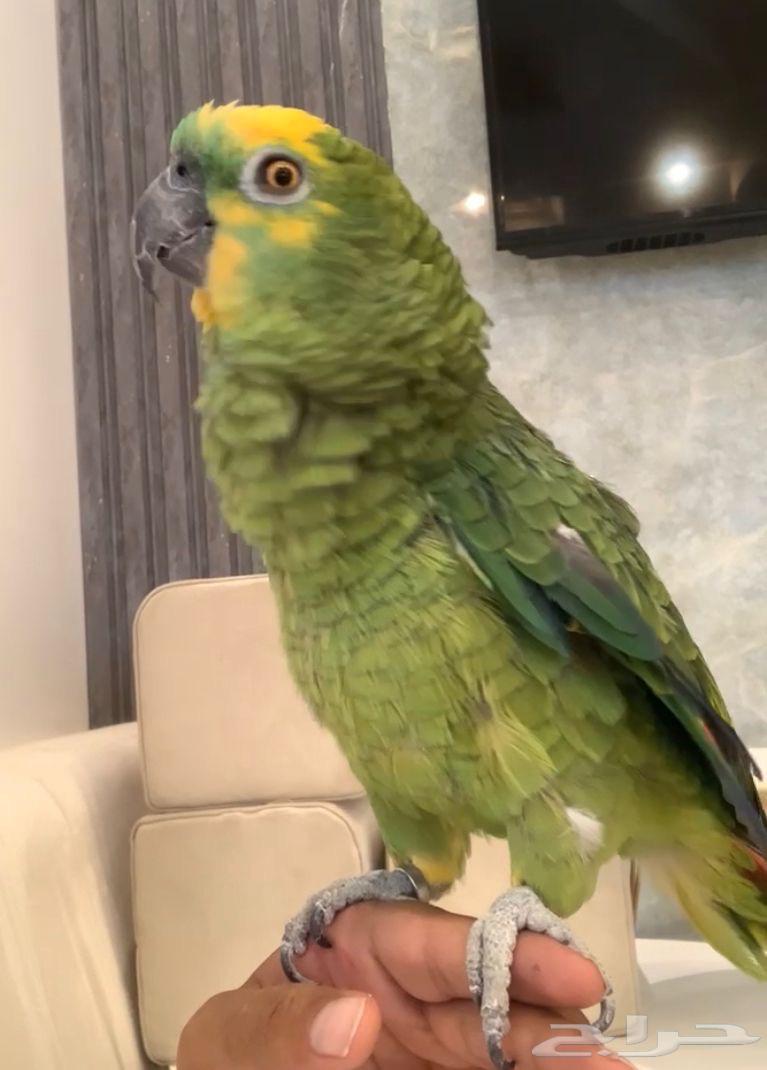 For sale blue-fronted amazon parrot, talking, lively63618768354819111