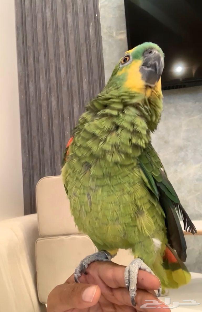 For sale blue-fronted amazon parrot, talking, lively63618768354819113