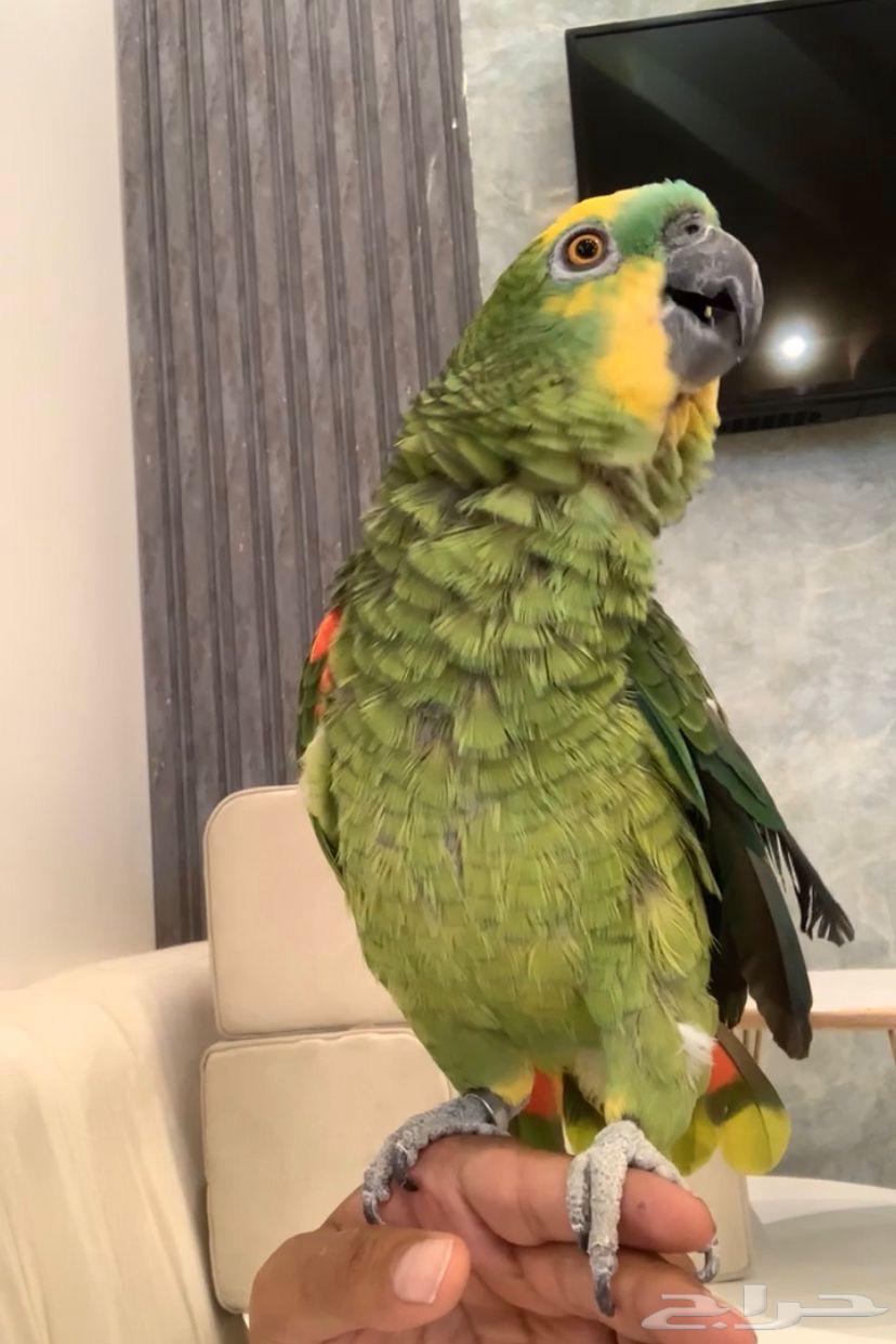 For sale blue-fronted amazon parrot, talking, lively63618768354819112