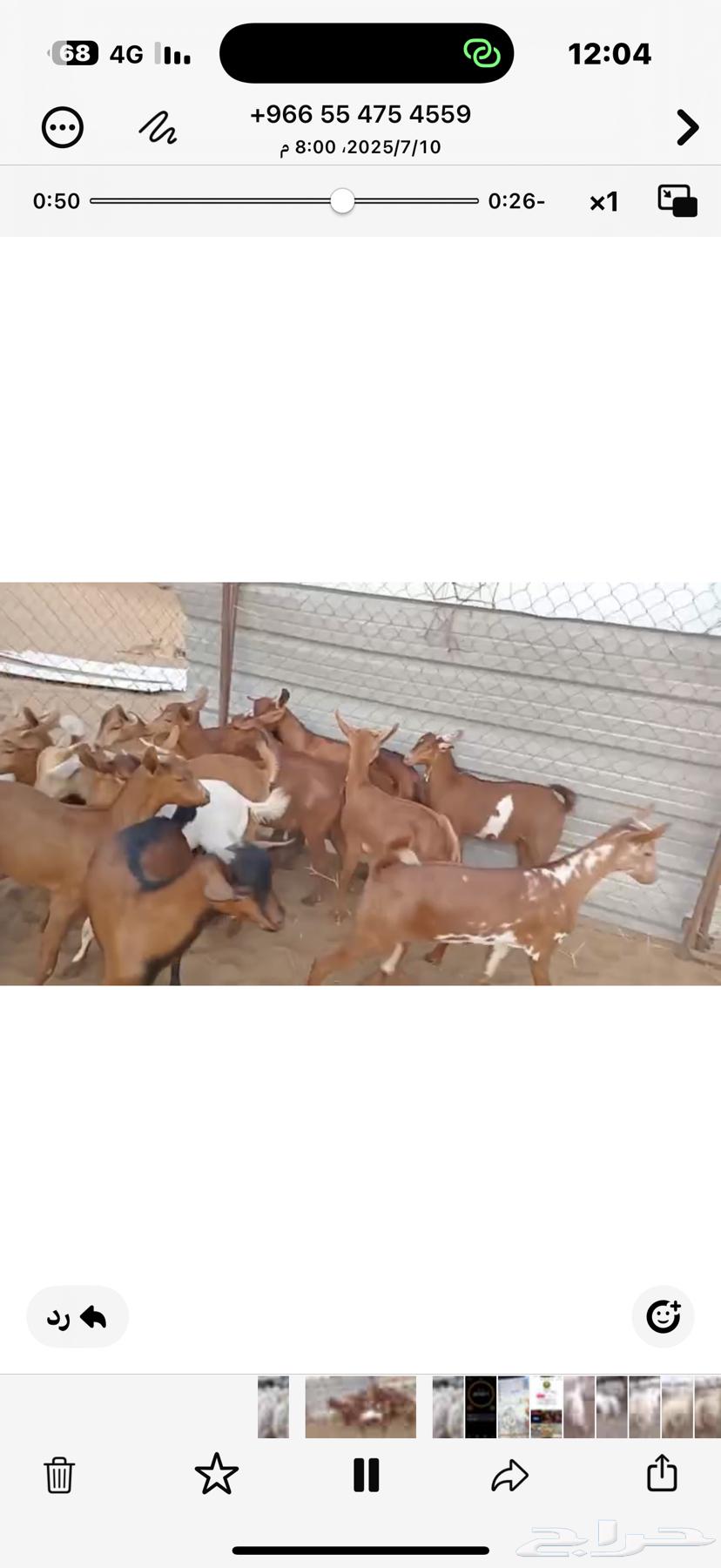 My Goats63618767020547112