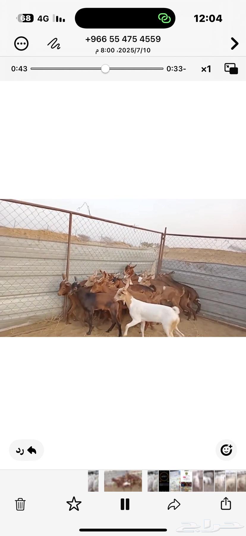 My Goats63618767020547114