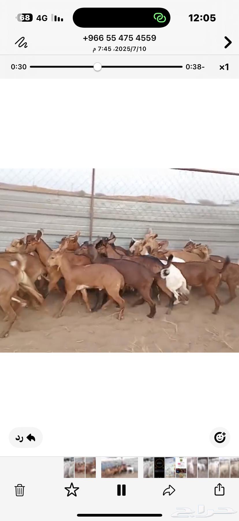 My Goats63618767020547111
