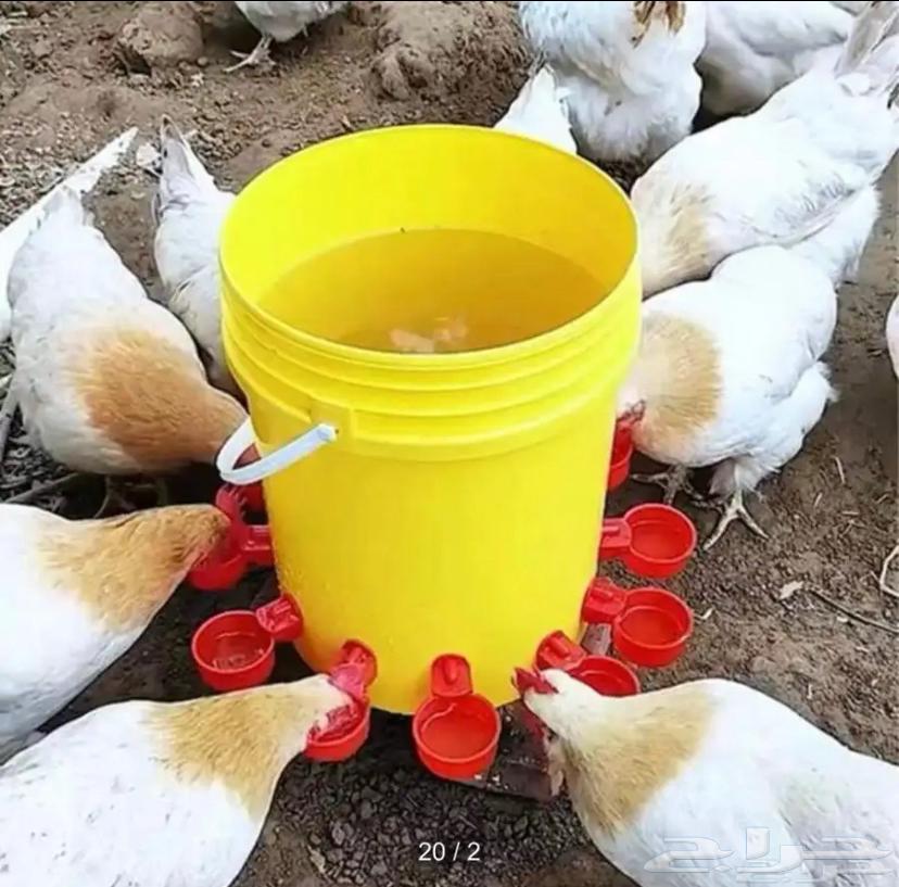 Bird Waterers and Drinkers63618956027011111