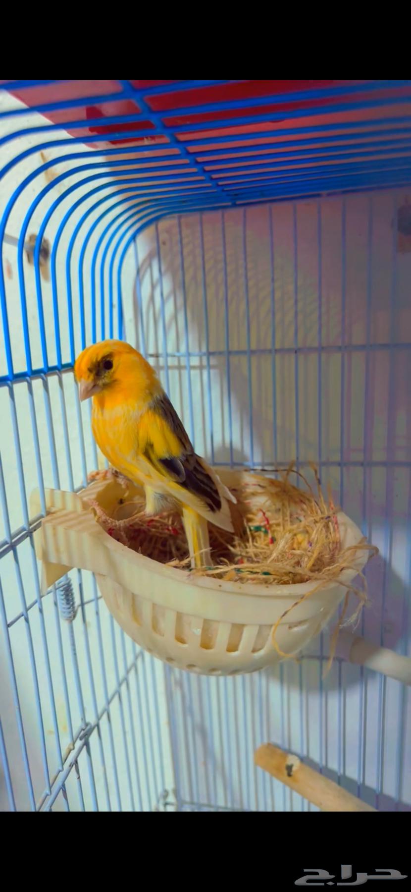 Syrian Canary Pair for Breeding63618780316545112