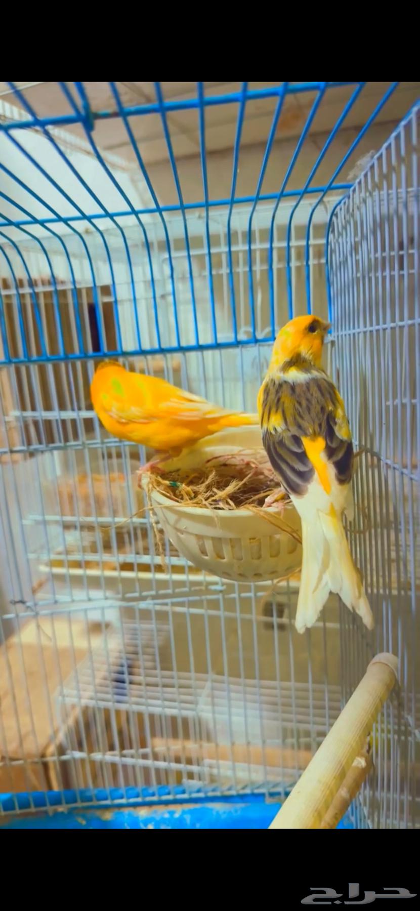Syrian Canary Pair for Breeding63618780316545111