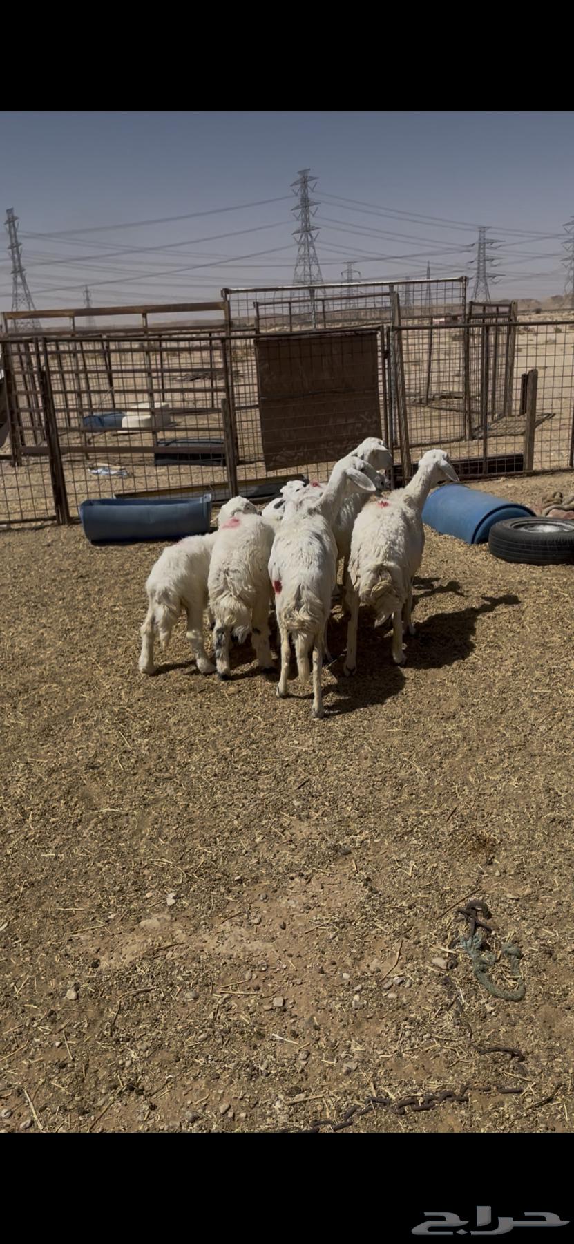 3 free-range sheep for sale, followed by 3 rams and a slaughtered ram aged 5 months63618876987267111