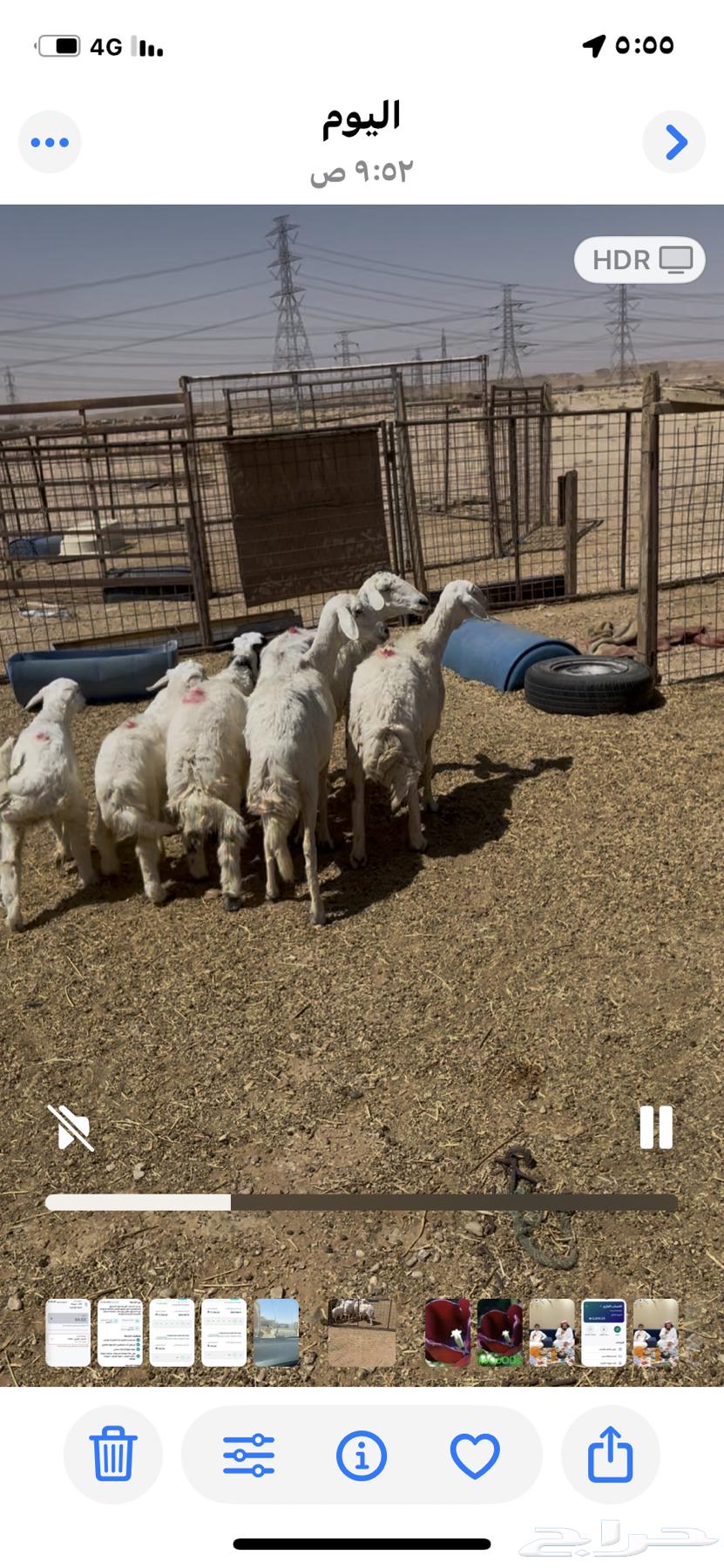3 free-range sheep for sale, followed by 3 rams and a slaughtered ram aged 5 months63618876987267112