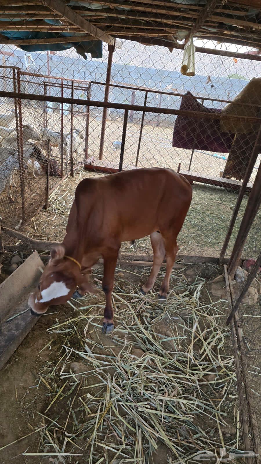 Local camel for sale63618769697667114