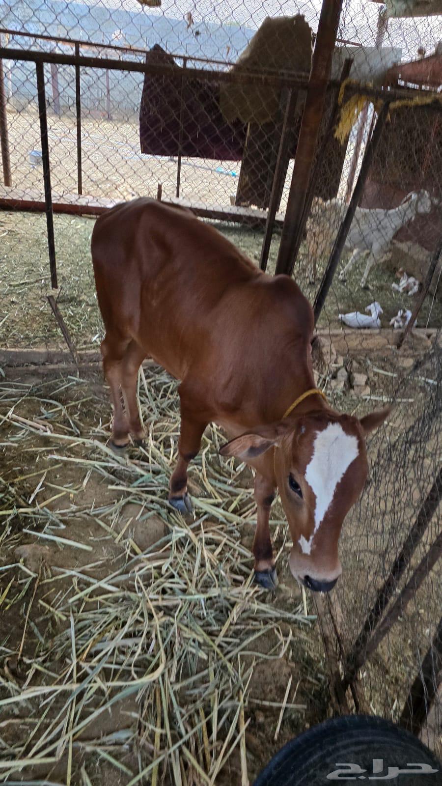 Local camel for sale63618769697667111