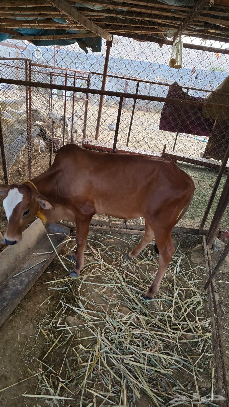 Local camel for sale63618769697667113