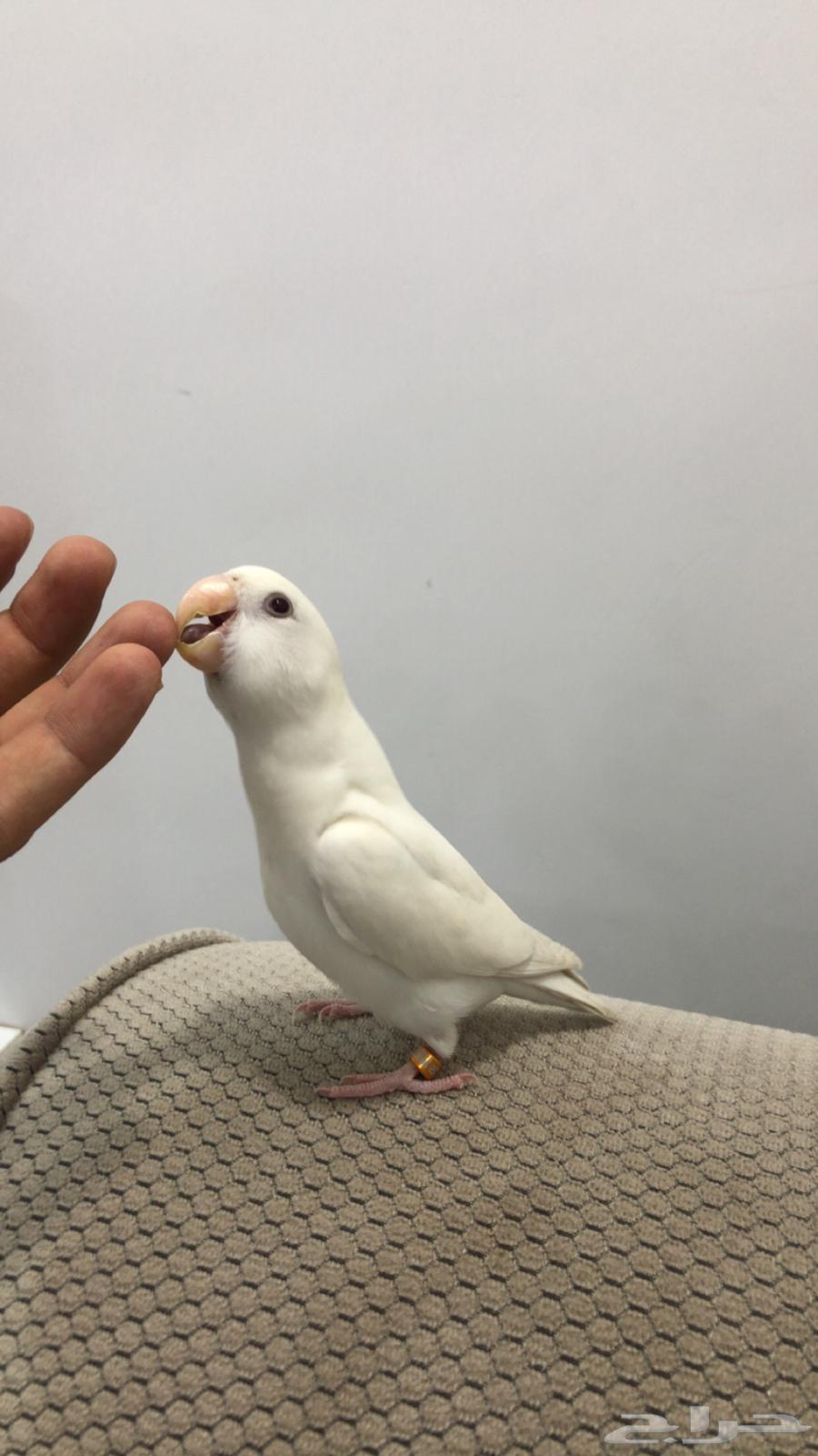 Rose Binou very gentle and non-aggressive63623047685506111