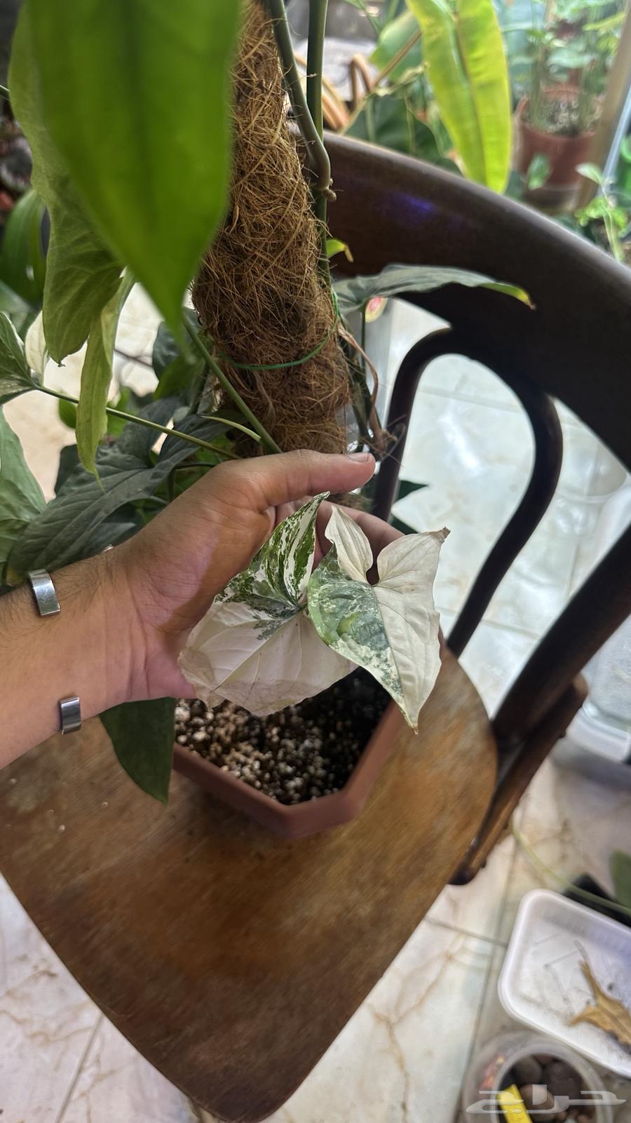 Scindapsus Pothos Indoor Plants63620258262146111