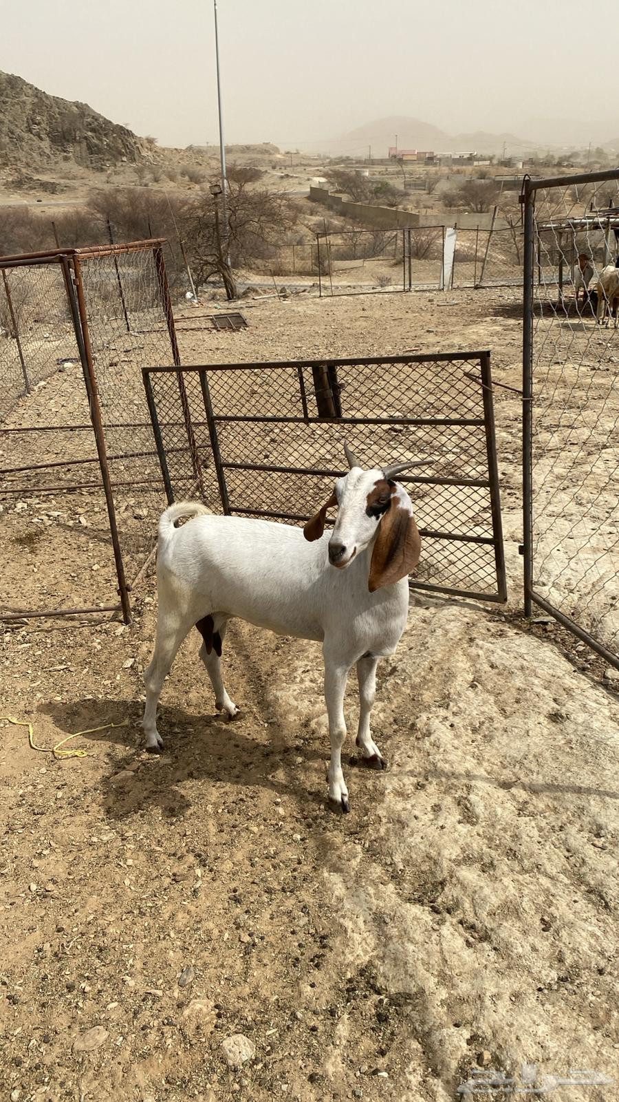 King for sale63621421460610113