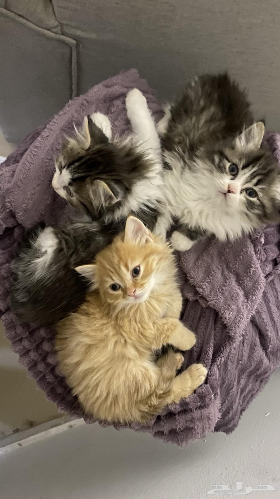 Persian cats for sale63618965206019113