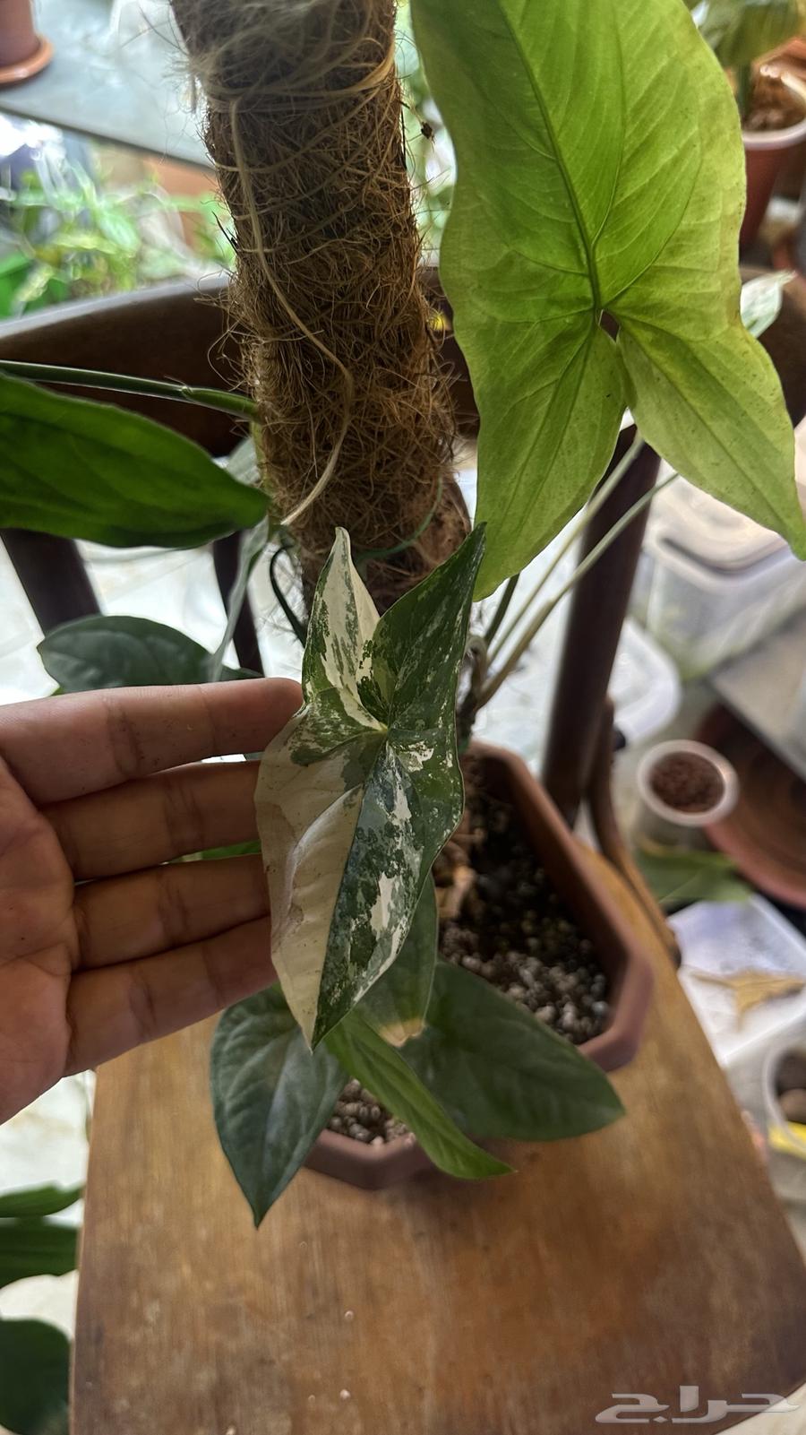 Scindapsus Pothos Indoor Plants63620258262146112