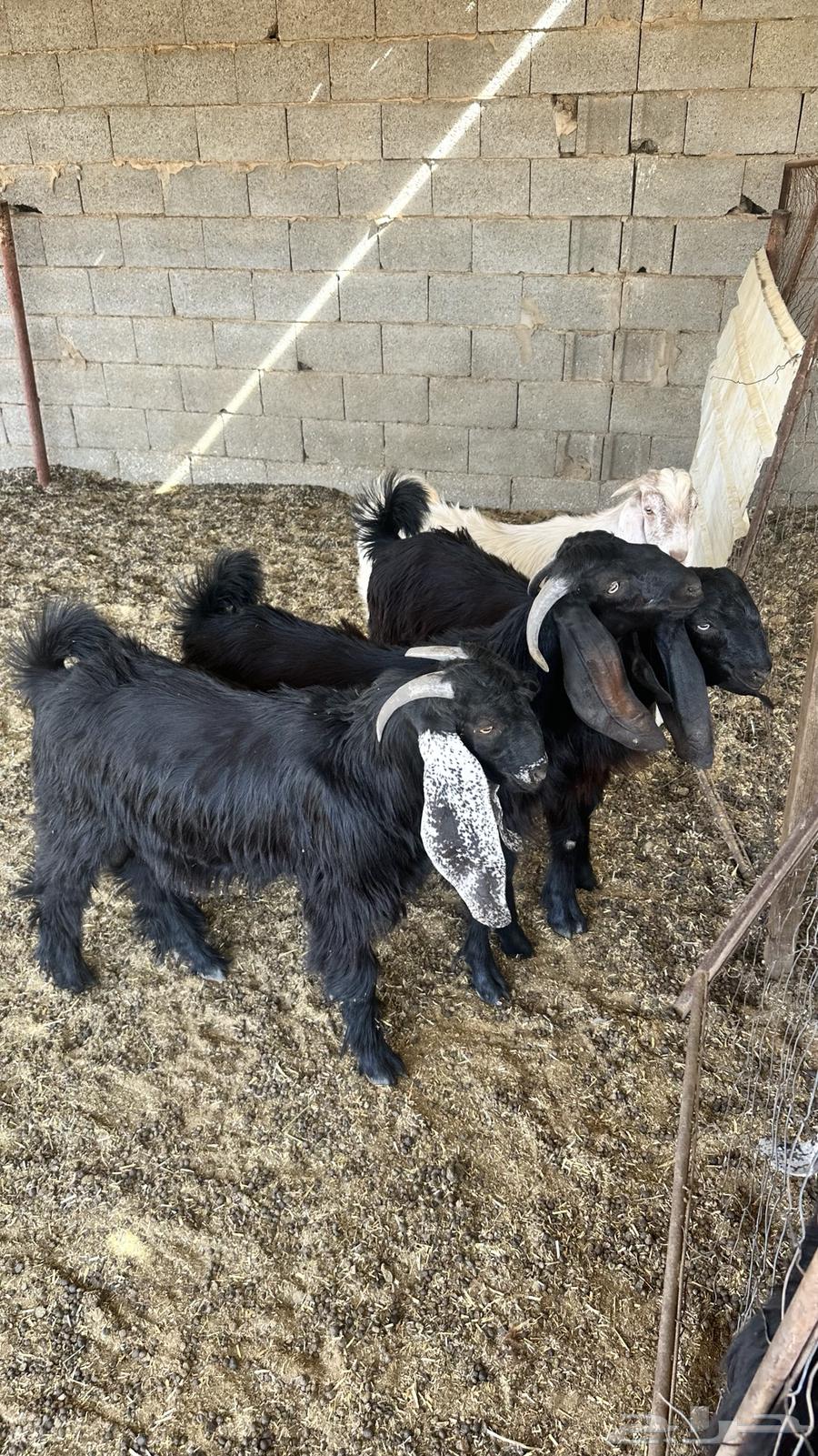Goats have been sold63625110865153111
