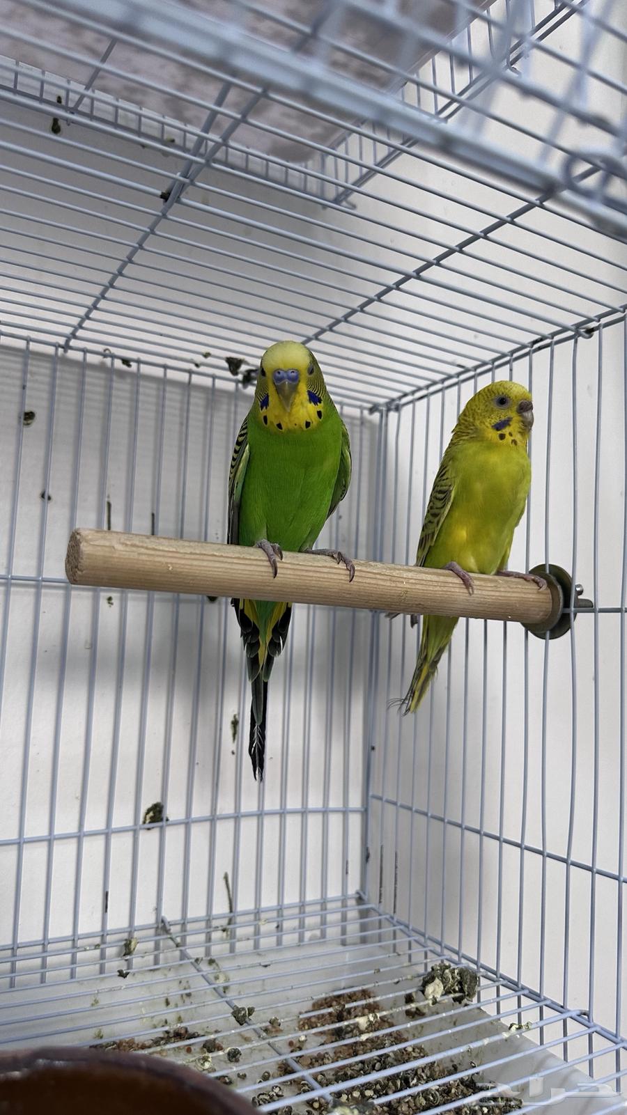 Parakeet pair with chicks63622794315011112