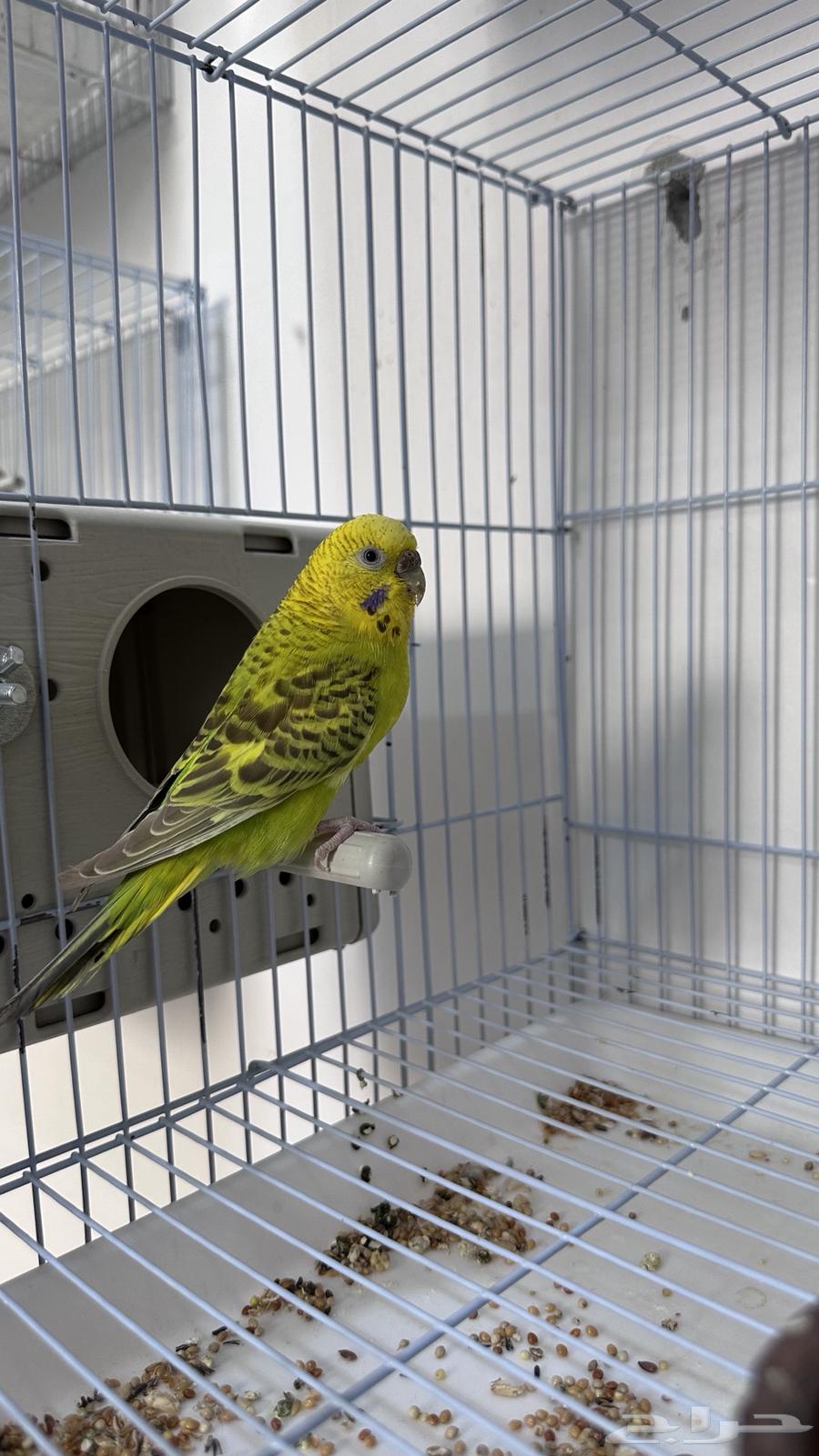 Parakeet pair with chicks63622794315011111