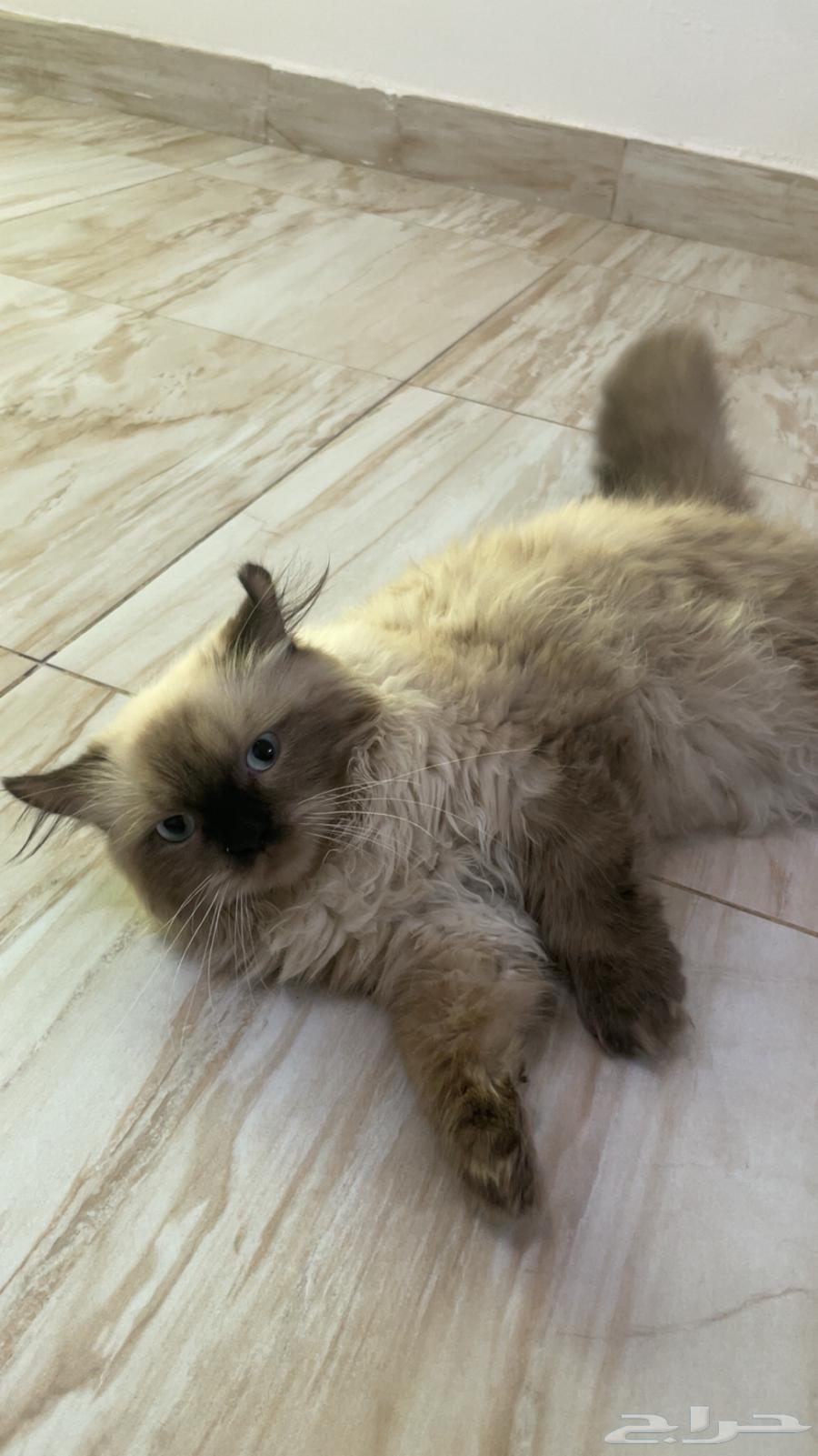 Himalayan Cats for Sale63621839447554113